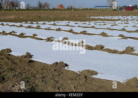 Gewächshäuser aus Polymer Film. frühen Frühling im Garten Gewächshäuser. Stockfoto