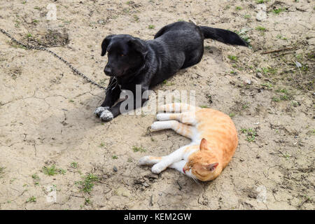 Eine rote Katze und ein schwarzer Hund liegen Seite an Seite. Stockfoto