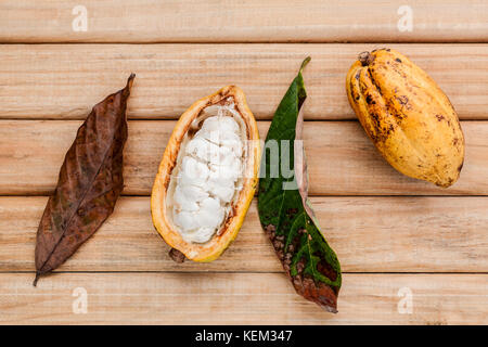 Von ripe Indonesien Kakao setup auf rustikalen Holzmöbeln Hintergrund. Stockfoto