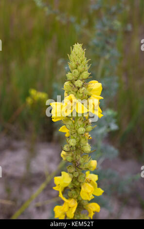 Molène densiflorum Gelb wilde Pflanze. Ein anderer Name dichten Blume Königskerze Stockfoto