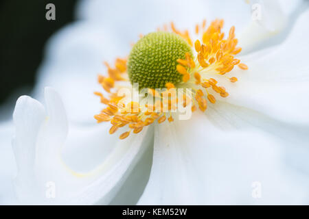 Japanische cuneata, Anemone x hybrida 'honorine Jobert' Stockfoto