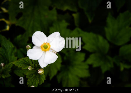 Japanische cuneata, Anemone x hybrida 'honorine Jobert' Stockfoto