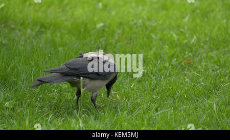 Ein Rabe hält seinen Lebensmittelpreis. Porträt einer schwarzen Krähe, eines Raben oder eines Turms. Schwarze Dschungelkrähe steht und isst ein Stück Brot auf dem grünen Gras. Stockfoto