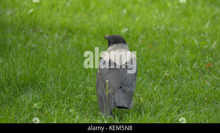 Ein Rabe hält seinen Lebensmittelpreis. Porträt einer schwarzen Krähe, eines Raben oder eines Turms. Schwarze Dschungelkrähe steht und isst ein Stück Brot auf dem grünen Gras. Stockfoto