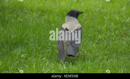 Ein Rabe hält seinen Lebensmittelpreis. Porträt einer schwarzen Krähe, eines Raben oder eines Turms. Schwarze Dschungelkrähe steht und isst ein Stück Brot auf dem grünen Gras. Stockfoto