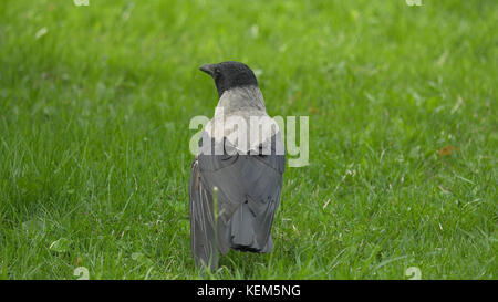 Ein Rabe hält seinen Lebensmittelpreis. Porträt einer schwarzen Krähe, eines Raben oder eines Turms. Schwarze Dschungelkrähe steht und isst ein Stück Brot auf dem grünen Gras. Stockfoto