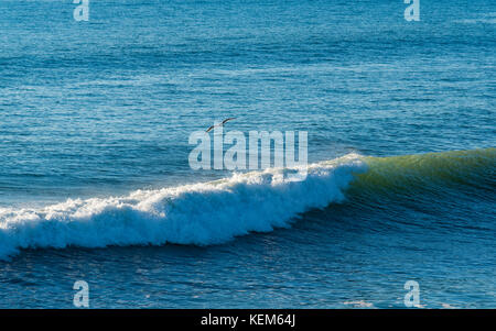 Eine Westmöwe (Larus occidentalis) reitet den aufziehenden Wind hinter einer aufsteigende Welle am Pismo Beach in Kalifornien, USA Stockfoto