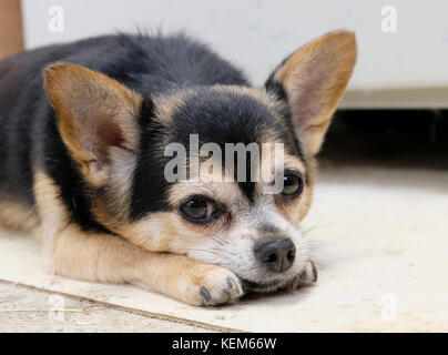 Ältere weibliche Chihuahua Hund liegend vor der Kamera Stockfoto