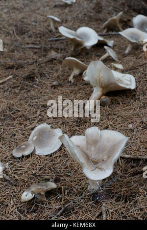 Getrübt Trichter (Clitocybe nebularis) Stockfoto