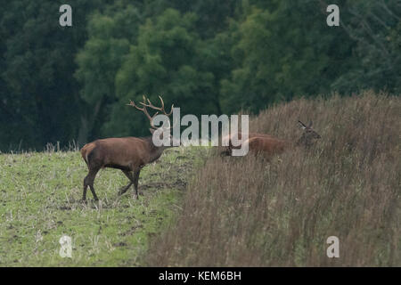 Hirsche in der Paarungszeit Stockfoto