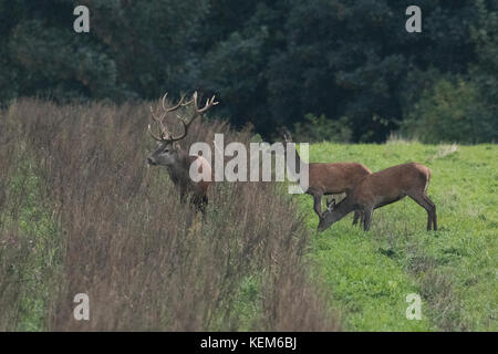 Hirsche in der Paarungszeit Stockfoto