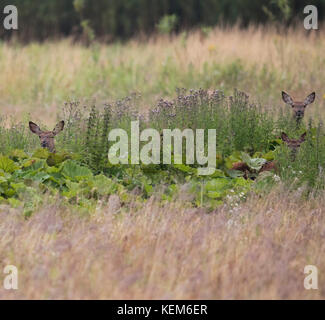 Hind ( Cervus elaphus) mit jungen Rehen füttern sich in einem Brachfeld Stockfoto