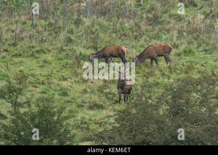 Rothirsche ( Cervus elaphus) in der Paarungszeit, in der der stärkste Hirsch sein Recht verteidigt, die Hinden zu führen Stockfoto