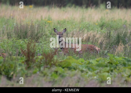 Hind ( Cervus elaphus) mit jungen Rehen füttern sich in einem Brachfeld Stockfoto