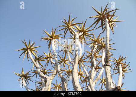 Der Köcherbaum (Aloe dichotoma) Ansicht im Köcherbaumwald, Keetmanshoop, Namibia. Stockfoto