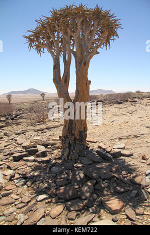 Der Köcherbaum (Aloe dichotoma) Ansicht irgendwo in Damaraland, Namibia. Stockfoto