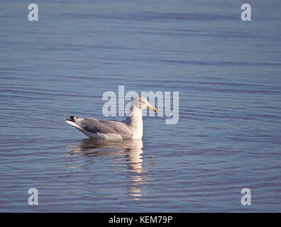 Silbermöwe auf der Wasseroberfläche in ruhigen, sonnigen Wetter Stockfoto