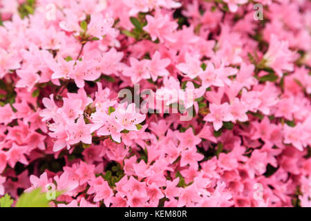 Viele Pnk Azalee blüht im Garten Stockfoto