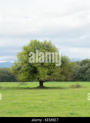 Einsamen alten Baum auf der Wiese Stockfoto