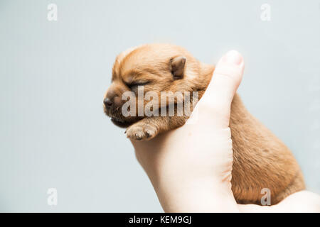 Neugeborene Welpen Norfolk Terrier in den Pflegeberufen weibliche Hände Stockfoto