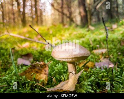 Pilze im Gras in einem Wald an einem sonnigen Tag Stockfoto