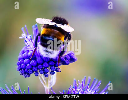 Hummel auf blaue Blume Stockfoto