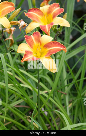 Hemerocallis Frans Hals, Tag Lily flower Stockfoto