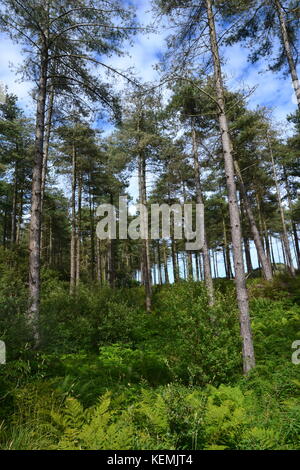 Bäume in Newborough Warren–Ynys Llanddwyn National Nature Reserve, Wales, Großbritannien Stockfoto