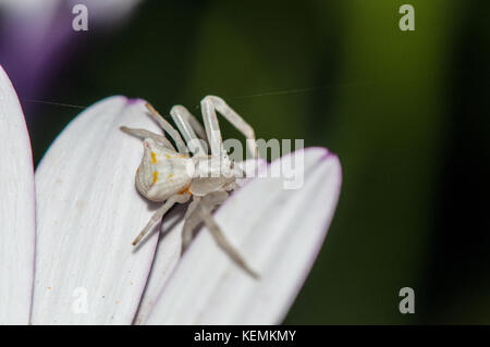 Crab spider (Thomisus onustus) auf einem Blue-eyed Daisy (osteospermum) Stockfoto
