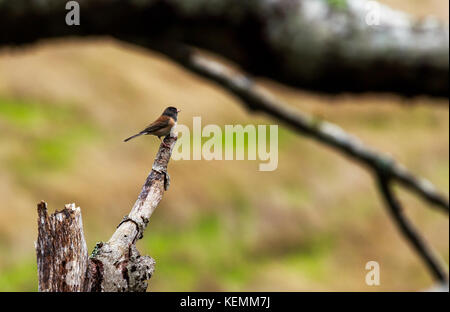 Dunkel-gemustertes Junco Stockfoto