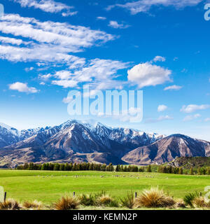 Canterbury Neuseeland Landschaft, mit Tussock, Weide, Schafe, Berge und blauer Himmel. Stockfoto