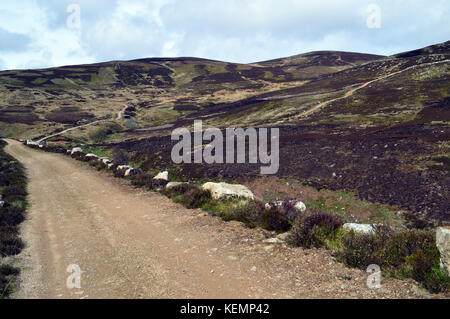 Strecke zum Gipfel wester Cairn, um die schottischen Berge Corbett mount battock im Glen Esk, Angus, Scottish Highlands. de. Stockfoto