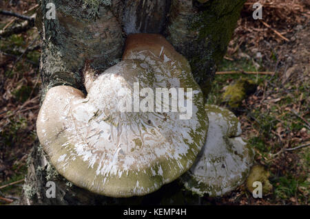 Halterung Pilz im Wald unterhalb der schottischen Berge Corbett ben tirran (Der goet) im Glen clova, Angus, Scottish Highlands. de. Stockfoto