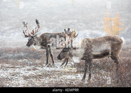 Zwei Rentiere in einem schweren Schneesturm. Khuvsgol, Mongolei. Stockfoto