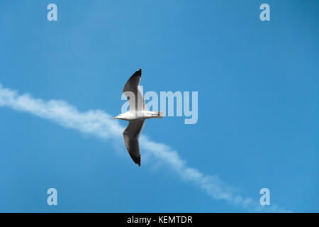 Ein Albatross oder Möwe seine Flügel ausbreitet und fliegen nach rechts in die Sonne Stockfoto