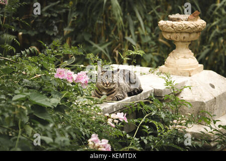 Flauschige gestreifte Katze entspannt auf Geländer in einem wilden Garten Stockfoto