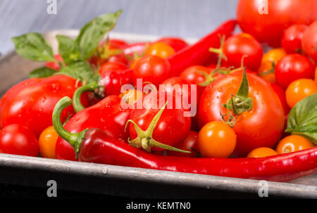 Frische Tomaten, Paprika, mit Basilikum auf einem Blatt pan Bratfertig Stockfoto