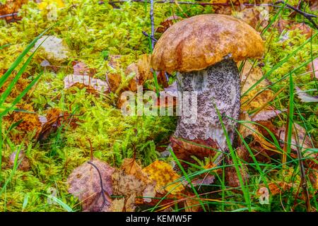 HDR Makro von Orange Birke Bolete Pilze (Leccinum versipelle) Muir von Dinnet NNR, Cairngorms, Schottland, Großbritannien. Herbst 2017. Stockfoto