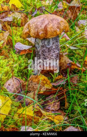 HDR Makro von Orange Birke Bolete Pilze (Leccinum versipelle) Muir von Dinnet NNR, Cairngorms, Schottland, Großbritannien. Herbst 2017. Stockfoto