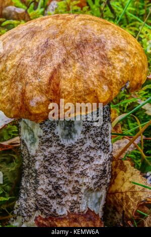 HDR Makro von Orange Birke Bolete Pilze (Leccinum versipelle) Muir von Dinnet NNR, Cairngorms, Schottland, Großbritannien. Herbst 2017. Stockfoto