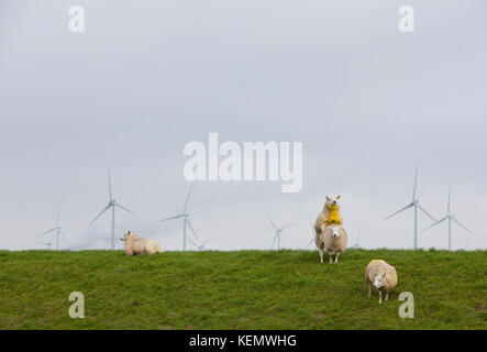 Schafe auf der grünen Wiese Deich- und Windenergieanlagen im Hintergrund im Norden der Provinz Groningen in den Niederlanden Stockfoto