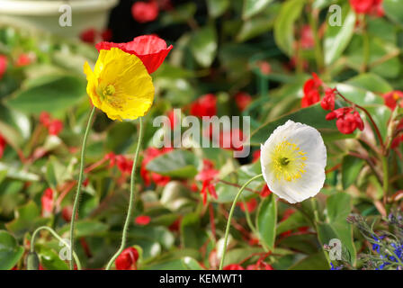 Farbige Mohnblumen unter einem Feld von Blumen Stockfoto