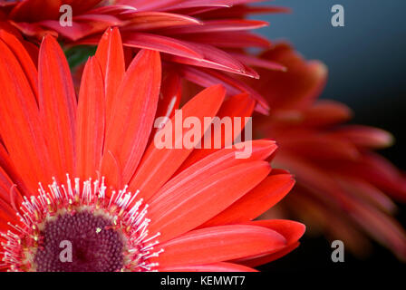 Nahaufnahme der China Aster (Callistephus) rote Blumen Stockfoto