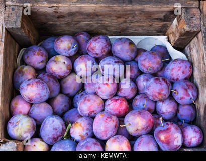 Bündel von saftig Lecker lila Pflaumen Prunus domestica in einem braunen Holz- Box auf den Markt. Reife Pflaumen in einer Box. Anzeigen von frischem Bio-Obst für Obst Stockfoto