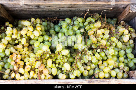 Gesunde Früchte weiß grün Wein trauben auf dem Markt in Holzkiste. Trauben und Wein aus Trauben Trauben in der Holzbox bereit, sonnigen Tag outsid zu essen Stockfoto