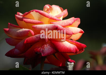 Gelb Rot geflammt Rose Nahaufnahme Stockfoto