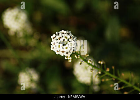 Blumen der lobularia maritima vor einem dunklen Hintergrund. Mediterrane Pflanze, Standort Französische Riviera Stockfoto