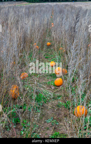 Kürbis Feld an der Bourne Valley Farm in Hampshire, England, Großbritannien Stockfoto