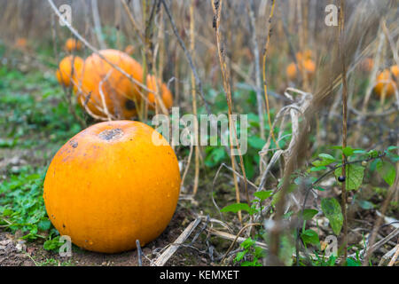 Kürbis Feld an der Bourne Valley Farm in Hampshire, England, Großbritannien Stockfoto