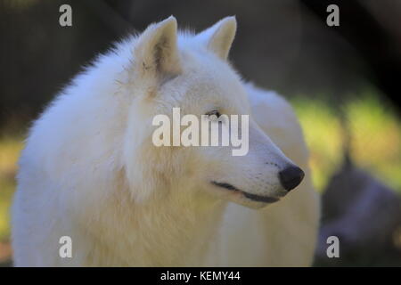 Einen arktischen Wolf Stockfoto